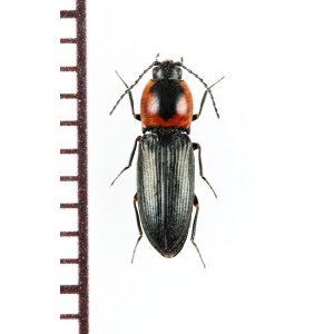 画像: コメツキムシの一種　Cardiophorus discicollis　チェコ