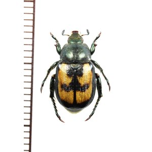 画像: コガネムシの一種　Anisoplia agricola　♂　チェコ