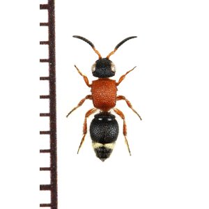 画像: アリバチの一種　Mutillidae species　♀   ベトナム南部