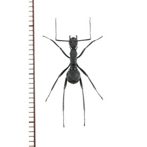 画像: アリの一種　Formicidae species　♀   ベトナム南部