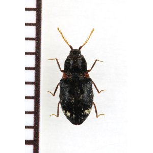 画像: 好蟻性コメツキムシの一種　Agroeus sp.　ベトナム南部