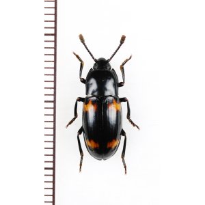 画像: オオキノコムシ擬態のゴミムシダマシの一種　Tenebrionidae species　ベトナム北東部
