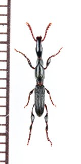 画像: ミツギリゾウムシの一種　Brentidae species　ベトナム北東部