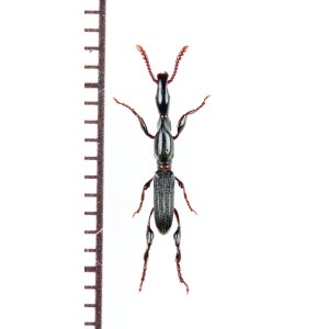 画像: ミツギリゾウムシの一種　Brentidae species　ベトナム北東部