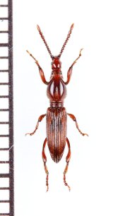 画像: ミツギリゾウムシの一種　Brentidae species　ベトナム北東部