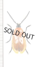 画像: ナガフナガタムシの一種　Metallidascillus sp.　ベトナム北東部