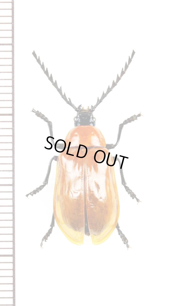 画像1: ナガフナガタムシの一種　Metallidascillus sp.　ベトナム北東部