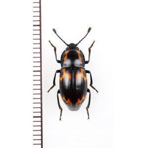 画像: オオキノコムシ擬態のゴミムシダマシの一種　Tenebrionidae species　ベトナム北東部