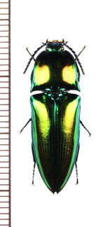 画像: コメツキムシの一種　Campsosternus sp.　♀　ベトナム南部