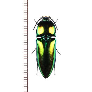 画像: コメツキムシの一種　Campsosternus sp.　♀　ベトナム南部