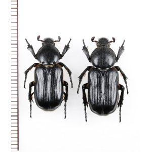 画像: アリノスハナムグリの一種 　Coenochilus bifoveolatus　ペア　 ベトナム