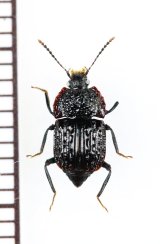 画像: オサシデムシモドキの一種　Apateticinae species　ベトナム北東部