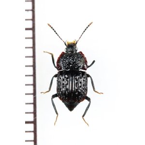 画像: オサシデムシモドキの一種　Apateticinae species　ベトナム北東部