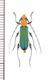 画像: カミキリムシの一種　Cerambycinae species　♀　ベトナム南部