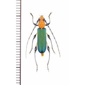 画像: カミキリムシの一種　Cerambycinae species　♀　ベトナム南部
