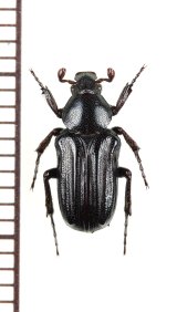 画像: アリノスハナムグリの一種 　Coenochilus striatus　♂　 ベトナム