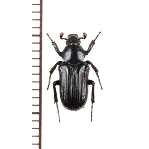 画像: アリノスハナムグリの一種 　Coenochilus striatus　♂　 ベトナム