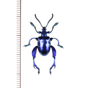 画像: モモブトハムシの一種　Sagra sp.　♂　 ベトナム南部