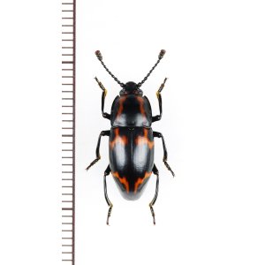 画像: オオキノコムシ擬態のゴミムシダマシの一種　Tenebrionidae species　ベトナム北東部