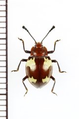 画像: オオキノコムシ擬態のテントウムシダマシの一種　Endomychidae species　ベトナム北東部