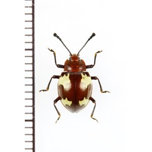 画像: オオキノコムシ擬態のテントウムシダマシの一種　Endomychidae species　ベトナム北東部