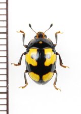 画像: オオキノコムシ擬態のケシキスイの一種　Nitidulidae species　ベトナム南部
