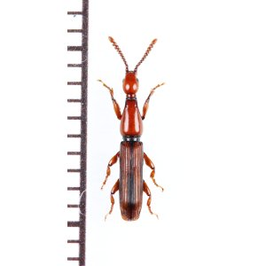 画像: ミツギリゾウムシの一種　Brentidae species　ベトナム北東部