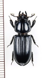 画像: ミツノクロツヤムシの一種　Ceracupes sp.　ベトナム北西部