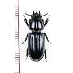 画像: ミツノクロツヤムシの一種　Ceracupes sp.　ベトナム北西部