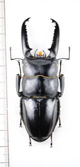 画像: ツシマヒラタクワガタ　特大♂77.2mm　対馬