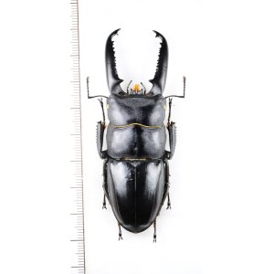 画像: ツシマヒラタクワガタ　特大♂77.2mm　対馬