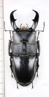 画像: アマミヒラタクワガタ　大型♂　70.1mm　奄美大島