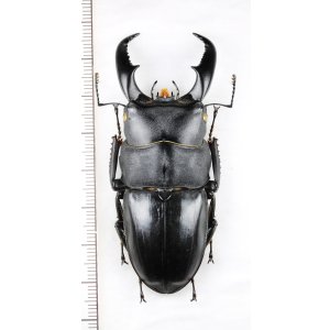 画像: アマミヒラタクワガタ　大型♂　70.1mm　奄美大島