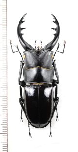 画像: トクノシマノコギリクワガタ　♂62.8mm　徳之島