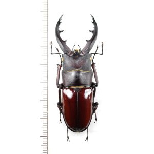 画像: オキナワノコギリクワガタ　大型♂　66.1mm　沖縄本島