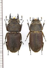 画像: ヤマトサビクワガタ　大型ペア　♂23.4mm♀20.8mm　徳之島