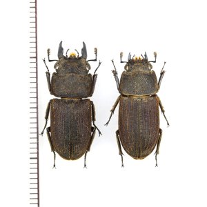 画像: ヤマトサビクワガタ　大型ペア　♂23.4mm♀20.8mm　徳之島