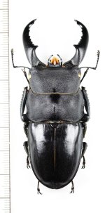 画像: オキナワヒラタクワガタ　特大♂71.7mm  　伊平屋島