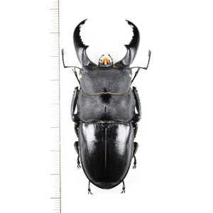 画像: オキナワヒラタクワガタ　特大♂71.7mm  　伊平屋島