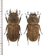 画像: ヤマトサビクワガタ　ペア　♂20.2mm♀18.4mm　徳之島