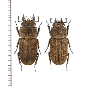 画像: ヤマトサビクワガタ　ペア　♂20.2mm♀18.4mm　徳之島