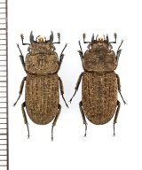画像: ヤマトサビクワガタ　小型ペア　♂17.6mm♀17mm　徳之島