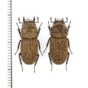 画像: ヤマトサビクワガタ　小型ペア　♂17.6mm♀17mm　徳之島