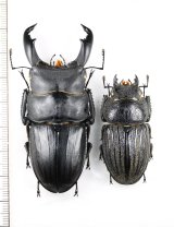 画像: スジブトヒラタクワガタ　特大ペア　♂68.7mm♀44.4mm  徳之島
