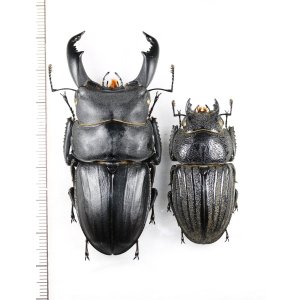 画像: スジブトヒラタクワガタ　特大ペア　♂68.7mm♀44.4mm  徳之島