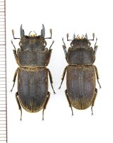 画像: ヤマトサビクワガタ　特大ペア　♂26.7mm♀23mm　　徳之島