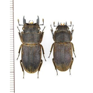 画像: ヤマトサビクワガタ　特大ペア　♂26.7mm♀23mm　　徳之島