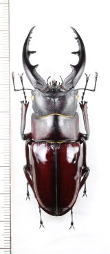 画像: オキナワノコギリクワガタ　特大♂（大顎：ストレートタイプ）　69.5mm　沖縄本島