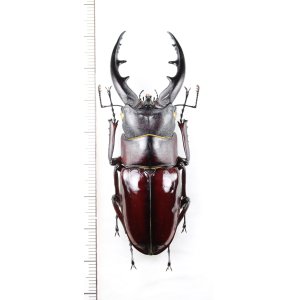 画像: オキナワノコギリクワガタ　特大♂（大顎：ストレートタイプ）　69.5mm　沖縄本島