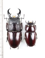 画像: ダイトウヒラタクワガタ　特大ペア♂49mm♀32.3mm　北大東島